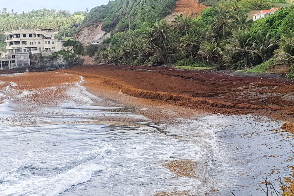 Task force to be set up to deal with Sargassum seaweed problem